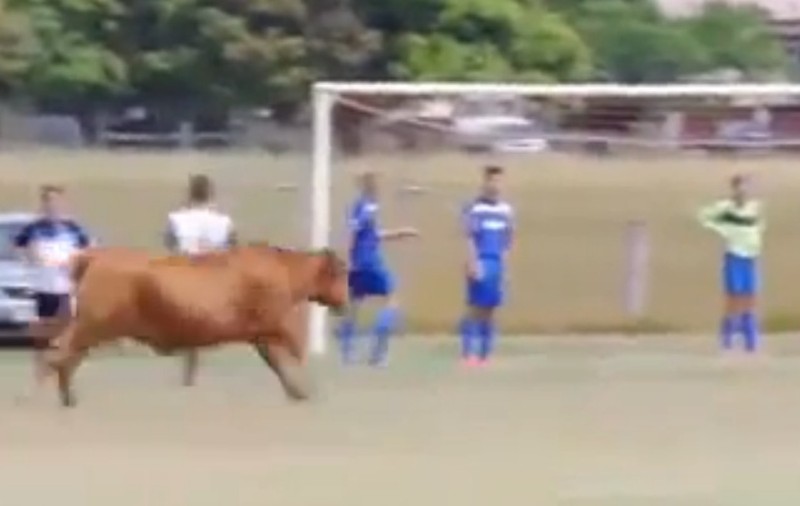 Ireal. Un taur a gonit fotbaliștii de pe teren! Meciul nu s-a jucat în România! / VIDEO