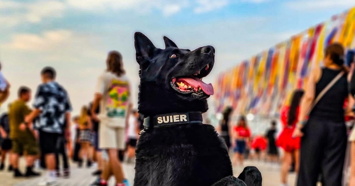 Celebrul câine-polițist Șuier, simbolul luptei antidrog din România, a fost retras din activitate