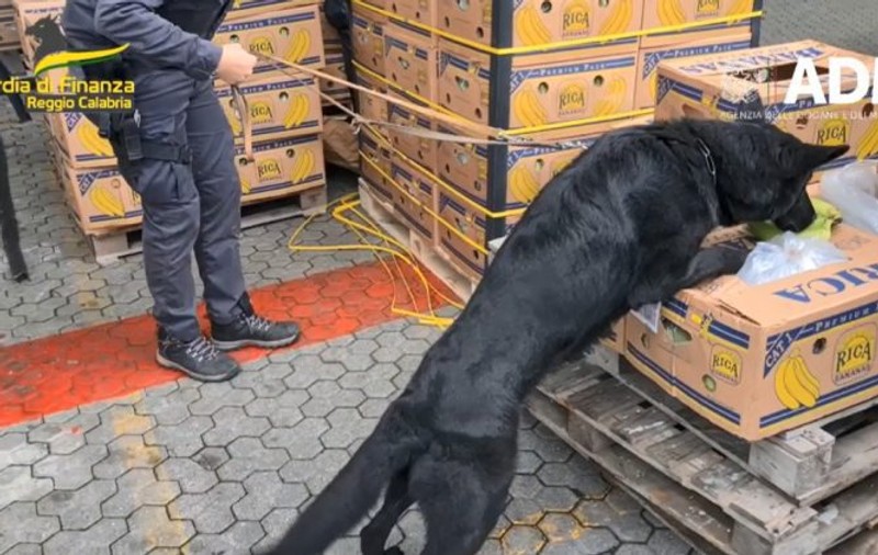 Aproape trei tone de cocaină „de cea mai pură calitate”, în valoare de 800 de milioane de euro, găsite în containere cu banane, în Italia