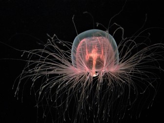Meduza nemuritoare