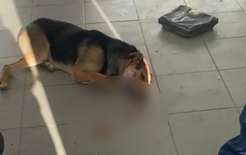 Imagini şocante din Biobaza Năvodari: câinii operaţi pe viu şi lăsaţi să sângereze pe jos, acuză un voluntar