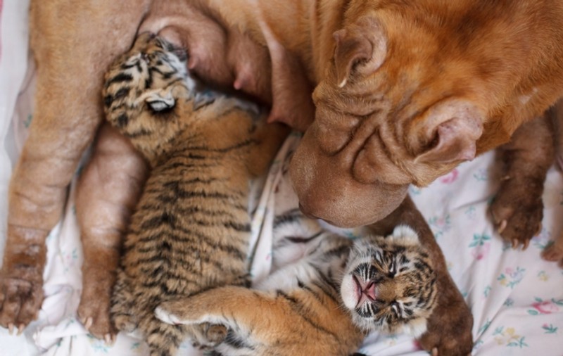 ÎNDUIOŞĂTOR! O căţeluşă a adoptat doi pui de tigru | FOTO