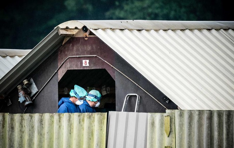 O fermă din Danemarca sacrifică nurcile care au contractat noul coronavirus