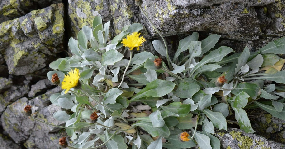 Planta Andryala laevitomentosa care trăiește în munții Carpați