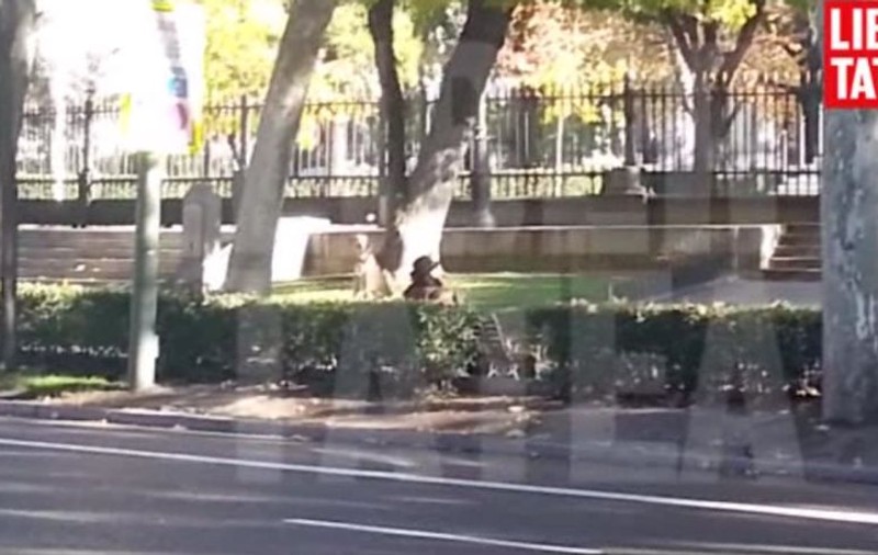 IMPRESIONANT! CE FACE CĂŢELUL UNUI ROMÂN ÎN TIMP CE STĂPÂNUL CÂNTĂ LA SAXOFON! | VIDEO
