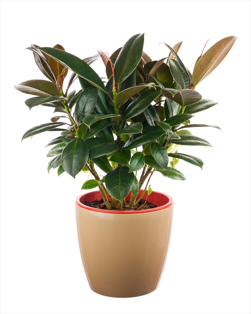 Plantă de ficus pitică