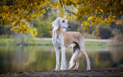 Saluki - cei mai frumoși câini, cele mai scumpe rase