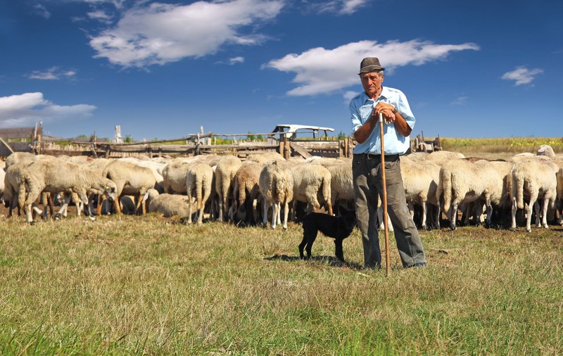 Subvențiile agricole pentru sectorul zootehnic, în 2017. Condițiile de acordare a banilor pentru ovine