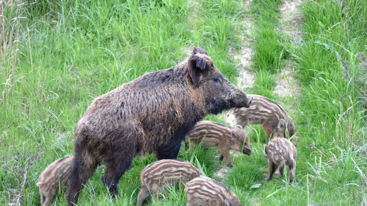 Vânarea mistreților poate extinde pesta porcină africană. O femelă mistreț, alături de puii săi