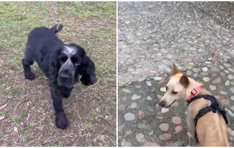 Un câine imită șchiopătatul pentru a-și arăta empatia față de sora sa adoptivă cu trei membre I VIDEO