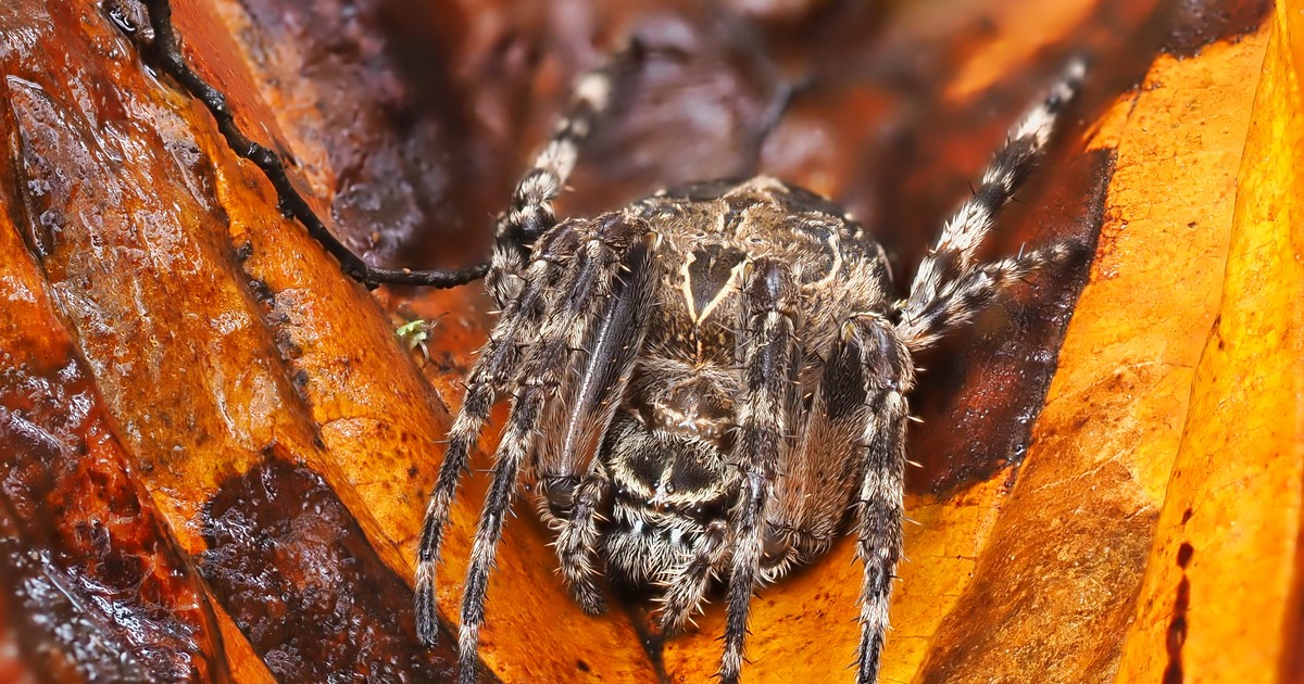 Cele mai periculoase insecte din lume