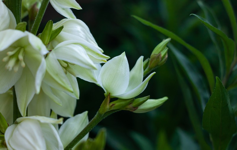 Yucca - plantare și cultivare. Cum să ai grijă de planta numită arborele vieții