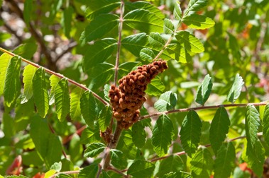 Planta de sumac
