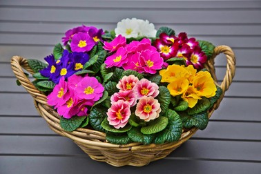 Primula