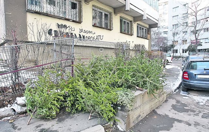 Păzea, pică brazi! După ce au împodobit casele românilor, pomii de Crăciun sunt acum aruncaţi în mijlocul străzii