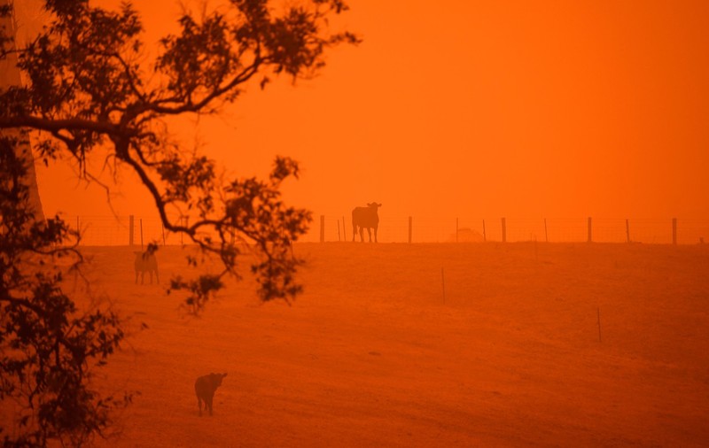 Imagini ca din infern în Australia. Cerul s-a făcut roșu în sud-estul țării, din cauza incendiilor