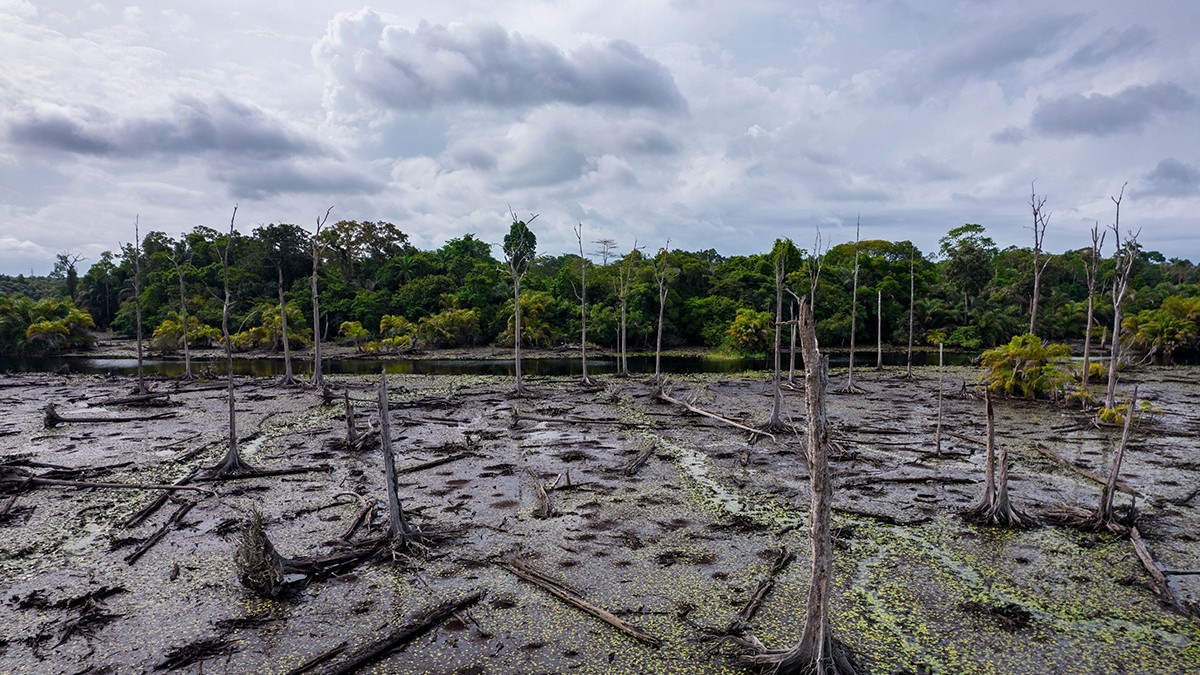 Păduri de copaci morți sau pe cale de a muri în apropierea frontierei dintre Ghana și Coasta de Fildeș, o zonă cu biodiversitate tropicală deosebită situată în cadrul zonei de păduri umede veșnic verzi din Ghana.