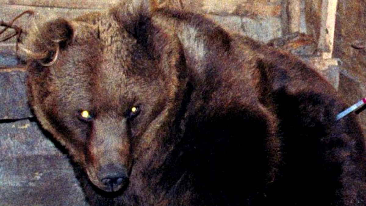 Bărbat atacat de urs în centrul orașului Băile Tușnad. A vrut să-și salveze cățelul