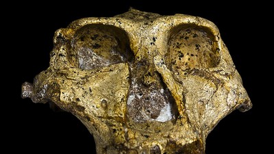 Paranthropus robustus SK-48