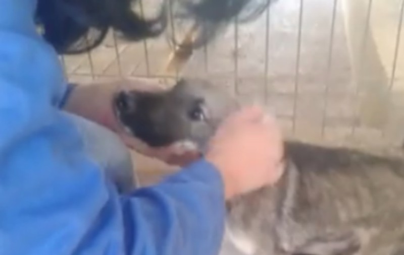 REACȚIA unui cățel abuzat, atunci când este mângâiat pentru prima dată. Îți dau lacrimile | VIDEO