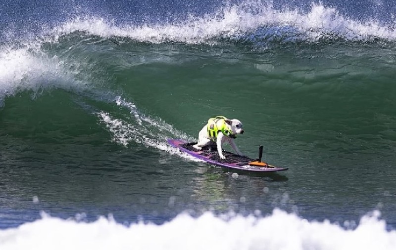 A murit Sugar, primul câine inclus în Hall of Fame din surfing: a fost de cinci ori campioană mondială