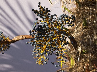 Fructe de pădure acai
