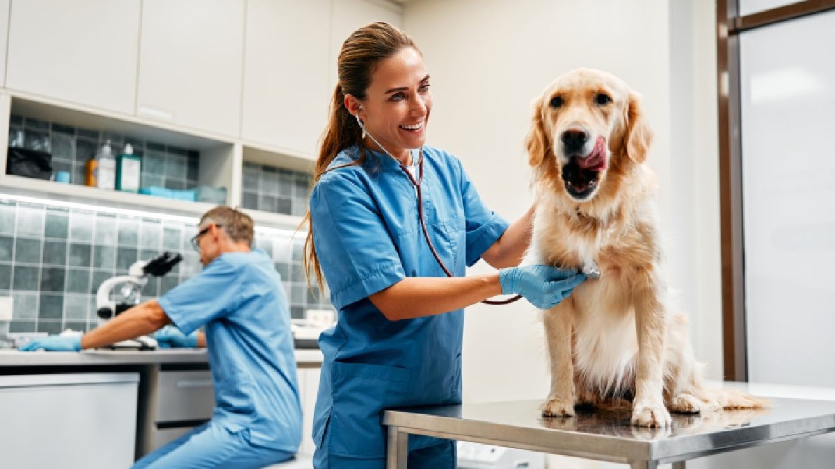 Intr-un cabinet veterinar un medic consulta un caine, celalalt se uita la microscop. Traume medici veterinari din Romania