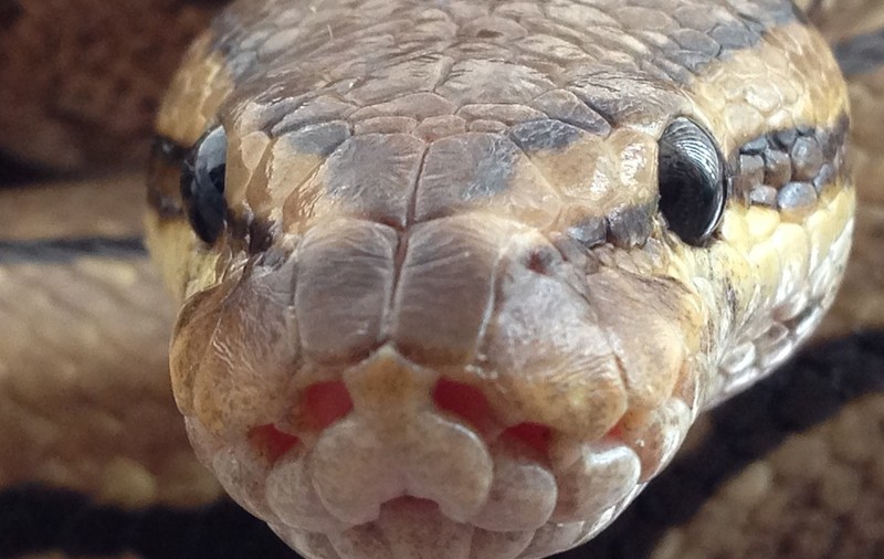 Copil de cinci ani din Australia, salvat după ce a fost mușcat, strangulat și târât într-un bazin de un piton