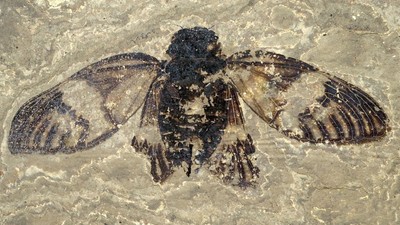 fosilă cicadă