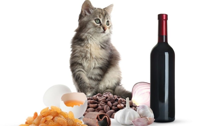 Alimente şi substanţe periculoase pentru pisici