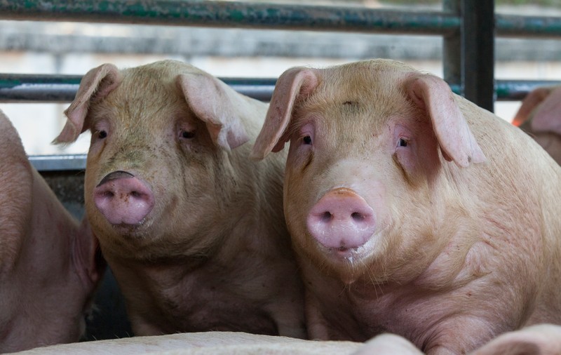 Carne de porc dintr-o zonă de risc cu pestă porcină din Ungaria, găsită într-un depozit din România