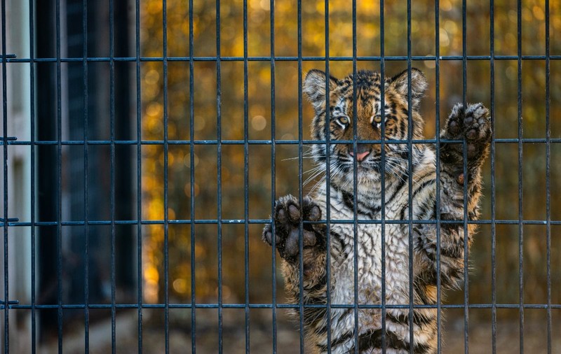 Grădina zoologică ilegală din Dâmbovița, din nou în vizorul autorităților. În septembrie, aici a fost găsit un pui de tigru mort ținut în congelator