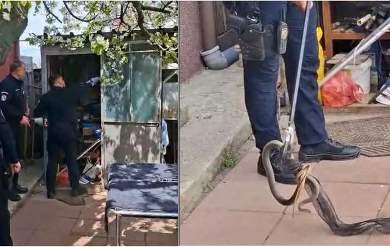 O femeie din Galați s-a trezit cu un șarpe de 2 metri sub fotoliu: unde au găsit jandarmii reptila care apoi s-a ascuns