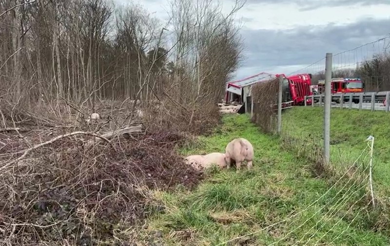 30 de porci au închis ore în șir o autostradă, după ce au scăpat din camionul în care erau transportați și care s-a răsturnat, în Germania