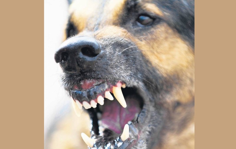 Băieţel de 5 ani, MUTILAT DE CÂINELE FAMILIEI!