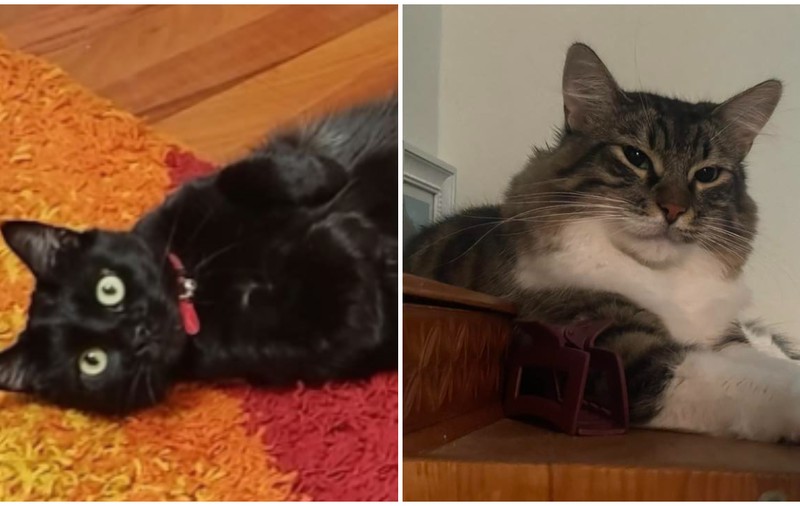 Multe animăluțe au rămas blocate în blocul din Rahova care a explodat. Shiba și Motanschy, doar două dintre pisicuțele căutate cu disperare de stăpâni