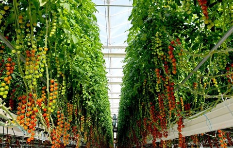 Seră roșii cherry