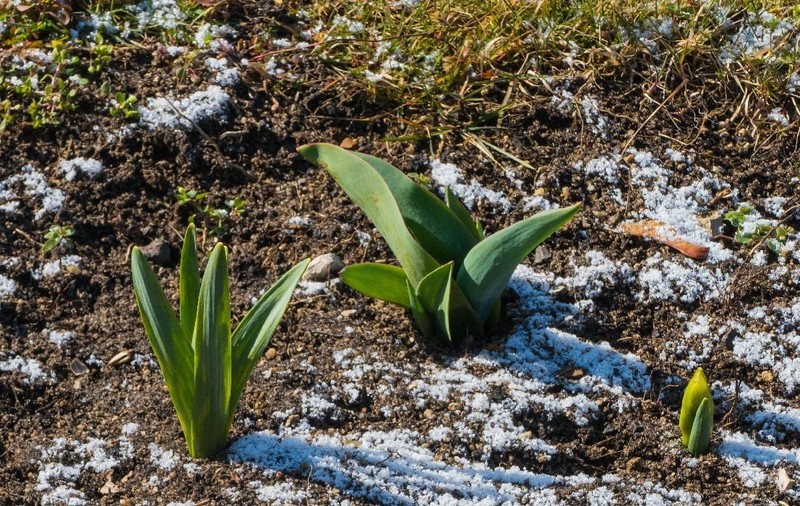 Vremea se schimbă de la mijlocul săptămânii viitoare. Prognoza meteo ANM în perioada 16 martie - 12 aprilie 2026