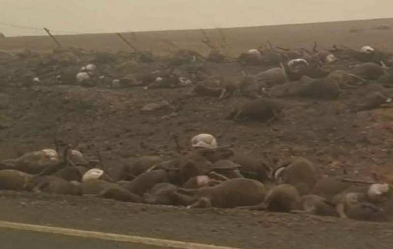 Cadavrele a mii de animale, pe marginea șoselei. Imagini terifiante din Australia