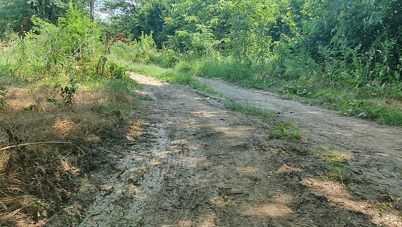 Pare că mașina a luat-o pe un drum forestier