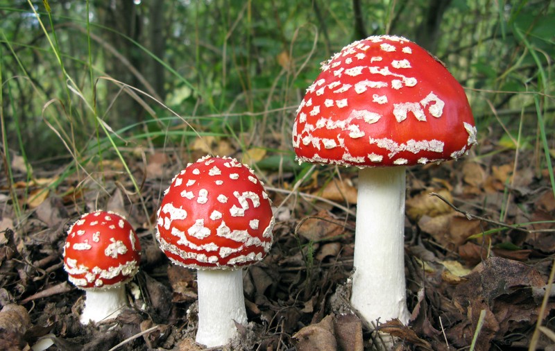 Atentie la ciuperci! Pot fi otrăvitoare