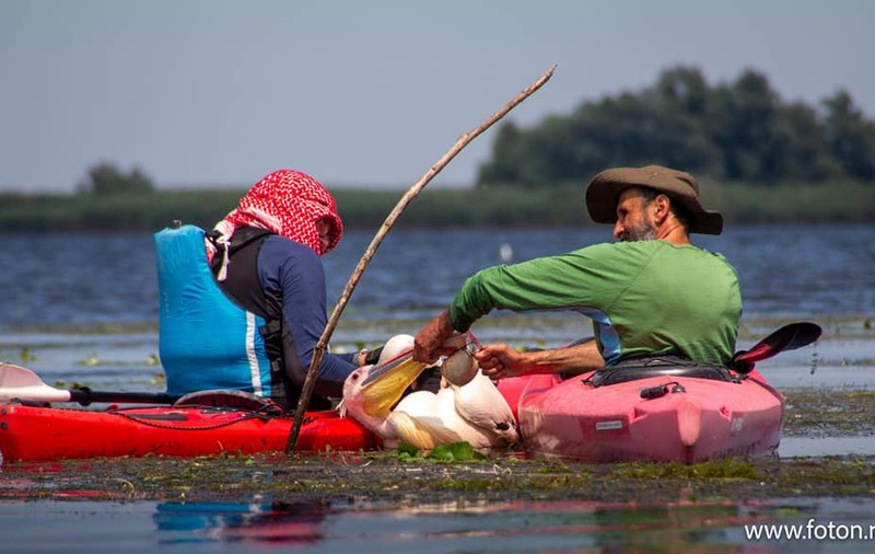 Pelican salvat din plasele pescarilor, în Delta Dunării