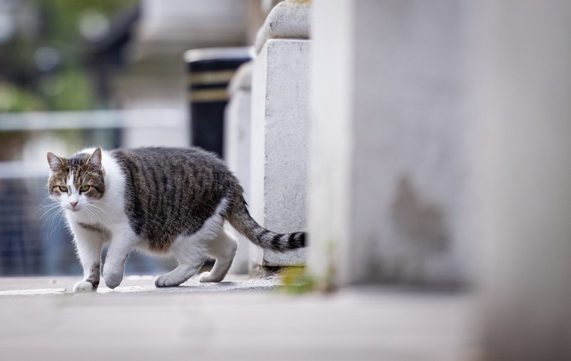 Cel mai vechi ”locatar” din Downing Street: Larry, motanul premierilor britanici, împlinește 10 ani