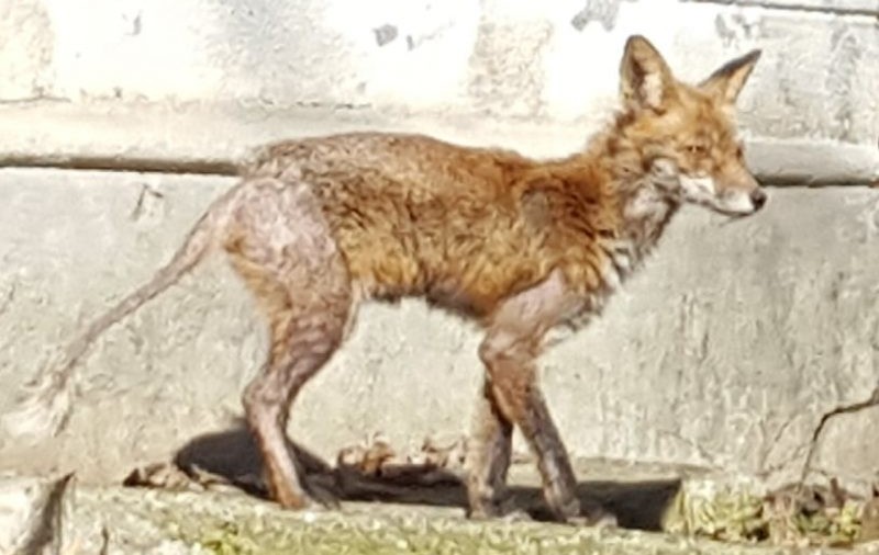 VIDEO / Vulpe filmată în Cetatea Alba Iulia. Animalul părea bolnav și nu se speria de oameni