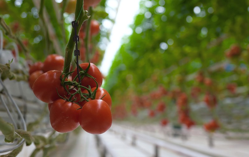 Roșiile, salata, leușteanul și țelina sunt pline de pesticide