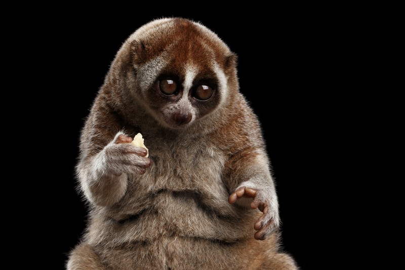 Cum arată un loris