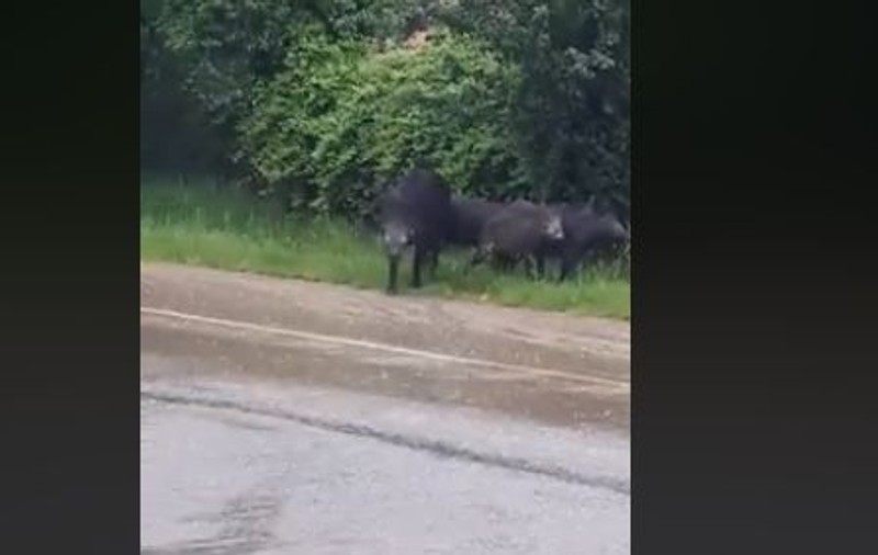VIDEO | Porcii mistreți au ieșit din nou pe străzile din Șimleul Silvaniei. Localnicii fac haz de necaz: „Ai cui sunt?”