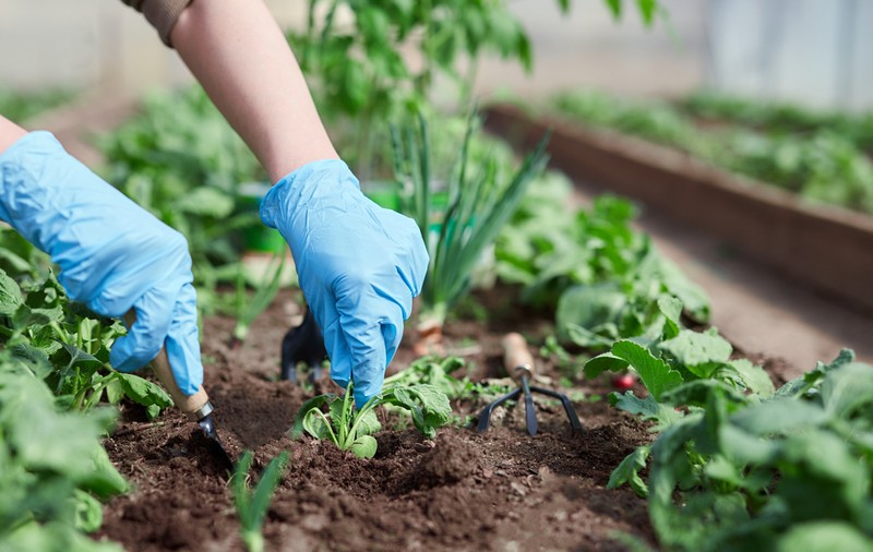 Ce poţi cultiva în grădină în luna august