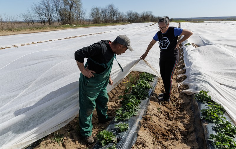 VIDEO REPORTAJ. Inspirați de fermele unde au lucrat în străinătate, producătorii doljeni investesc într-o cultură mai bănoasă decât pepenii: Se coc căpșunile la Dăbuleni