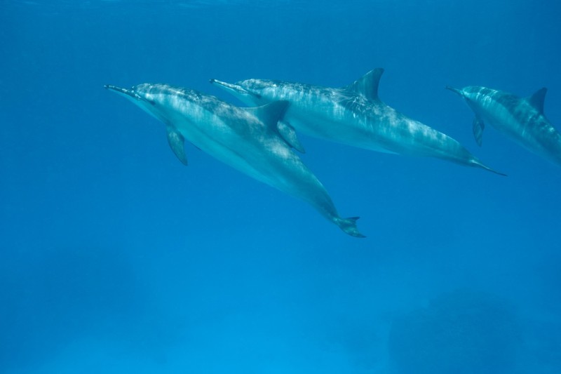 Group of Spinner Dolphins,Image: 295395291, License: Royalty-free, Restrictions: Specifically, you may not use the Images in ways or contexts that might reasonably be construed as pornographic, defamatory, libellous or otherwise unlawful; Specifically, you may not use images depicting any model in any unduly controversial or unflattering context, unless accompanied with a statement indicating that the person is a model and the images are being used for illustrative purposes only., Model Release: yes